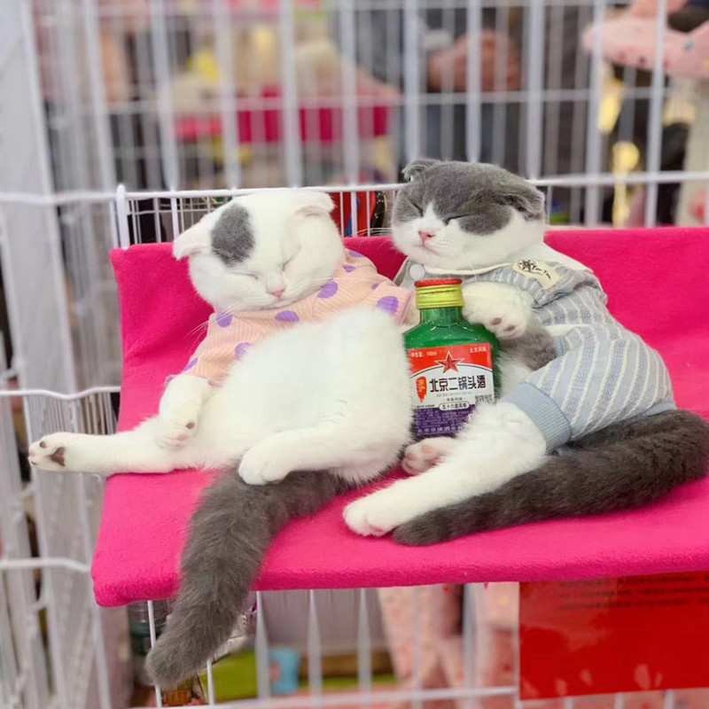 速发猫笼子里的平台 隔板猫笼子层台爬梯隔断架板猫爬平猫