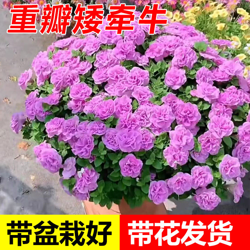 速发重瓣矮牵牛盆栽冰淡紫矮牵卉四苗室内台花季开花牛植物垂吊