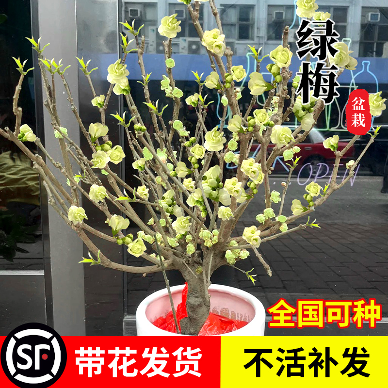 速发绿梅盆栽室内台带花盆庭院地栽四季耐寒绿植腊卉花老桩梅景