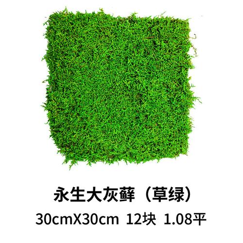 永生苔藓大灰藓室内枯山水造景装饰画植物墙仿真永生花青苔盆景