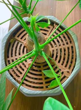 花盆牀包防猫抓扒盖板花盆防护罩网罩套植物保护固土镂空盖子