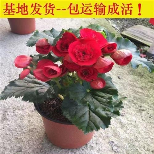 新品重瓣丽格海棠盆栽带花苞四季开花不断玫瑰玻璃海棠花室内阳台