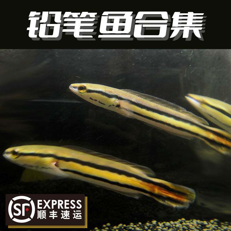 极速大铅笔鱼苗彩虹电龙淡水小盾鳢大型凶猛热带观赏鱼恐龙鱼雷龙