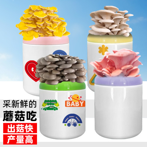 蘑菇种植包平菇菌种菌包食用菌姬菇新鲜蘑菇菌棒盆栽趣味袋装