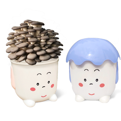 喷水就长在家种蘑菇好吃有趣