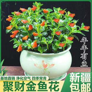 开花金鱼花吊兰盆栽室内绿植花卉多肉植物绿萝发财树 四季 包邮 新疆