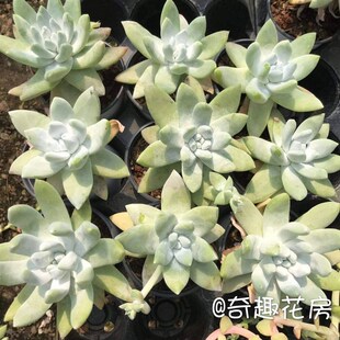 拇指仙女a杯苹果叶多肉植物奴婢吉娜爱杜丽丝初霜仙女杯白菊饺子