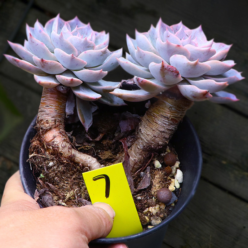蓝石莲好养大株多肉植物一物一拍粗大I老桩向阳派园艺阳台室内