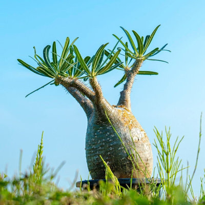 象牙宫原种细针叶Pachypodium rosulatum gracilius块根一物一拍