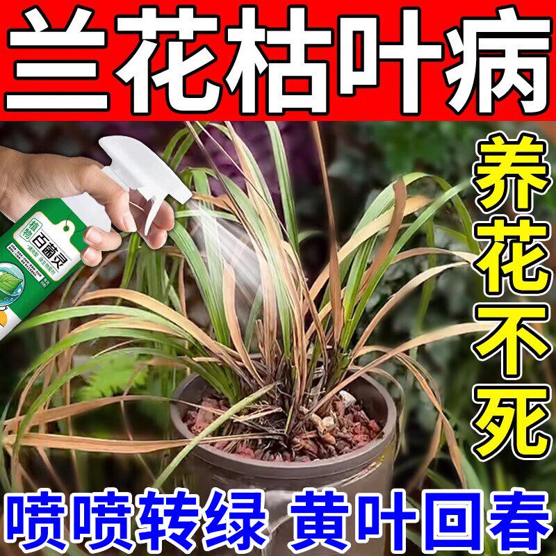 速发兰花肥黑斑病专治黄焦叶干尖枯萎防烂根软腐枯叶病药