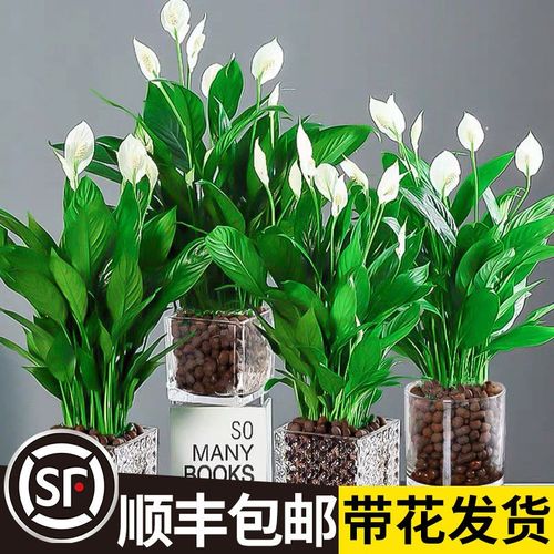 速发培掌盆栽一帆风顺水白植物室内好养花卉绿植水养红掌开掌四季