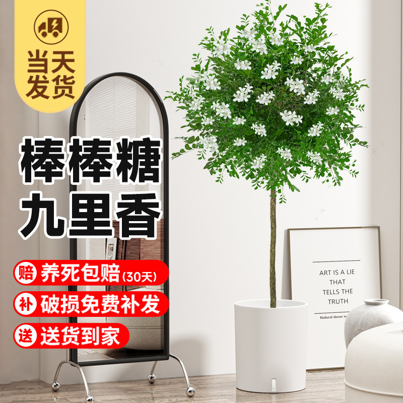 现货速发独杆九里香棒棒糖老树桩盆栽花卉绿植室内台观赏浓香型四