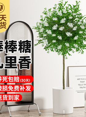 现货速发独杆九里香棒棒糖老树桩盆栽花卉绿植室内台观赏浓香型四