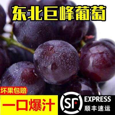 现摘巨峰葡萄新鲜夏黑孕妇水果当季5斤整箱现发提子巨丰葡萄