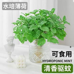 薄荷盆栽水培植物可食用薄荷叶客厅室内桌面驱蚊水养绿植好养花卉