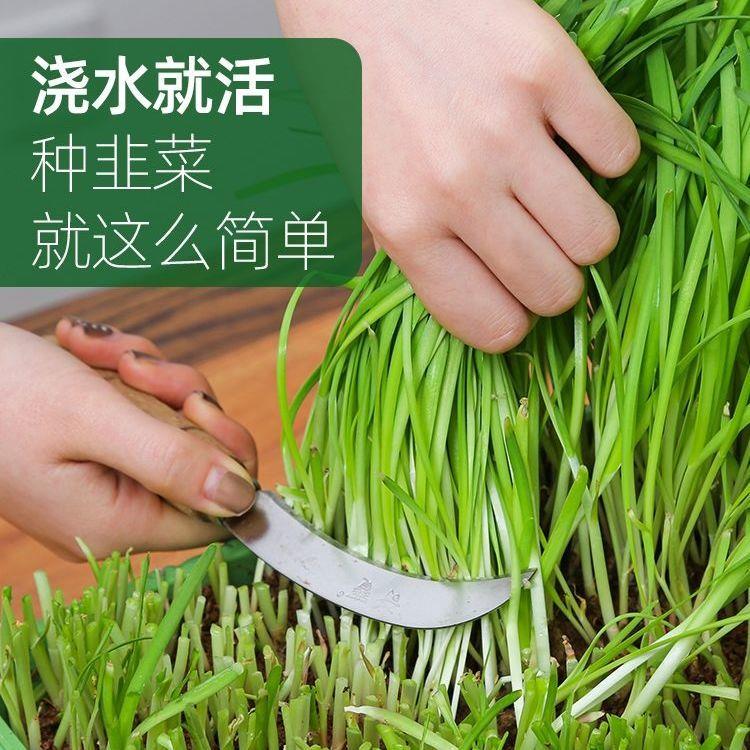 韭菜专用土韭菜专用营养土种菜盆栽土养花种花土通用种植土壤肥料