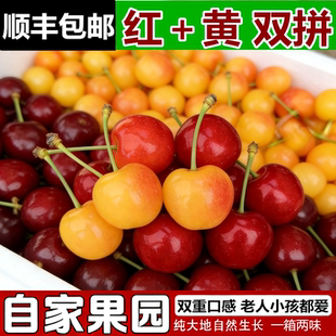 双拼山东烟台大樱桃露天黄蜜黄水晶小樱桃红樱桃3斤5斤水果新鲜