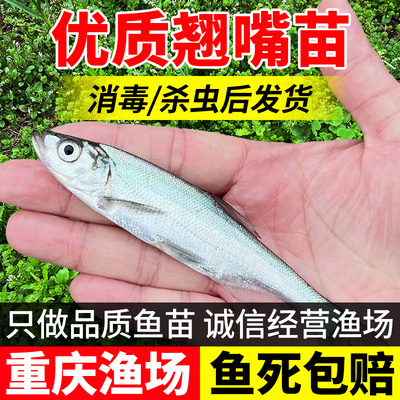 慢镜头翘嘴鱼苗冷淡水养殖