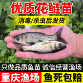 花鲢鱼苗淡水好养殖半斤鲢鳙鱼苗胖头鱼鳊鱼四大家鱼雄鱼大头鱼苗