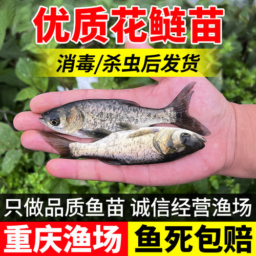 花鲢鱼苗胖头鱼大头鱼苗清理水质