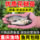 花鲢鱼苗淡水好养殖半斤鲢鳙鱼苗胖头鱼鳊鱼四大家鱼雄鱼大头鱼苗
