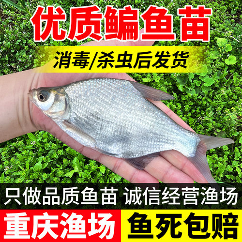 武昌鱼鳊鱼苗淡水养殖