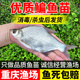 鳊鱼苗武昌鱼苗淡水养殖食用柳叶扁鱼苗三角团头鲂边鱼苗好养耐活