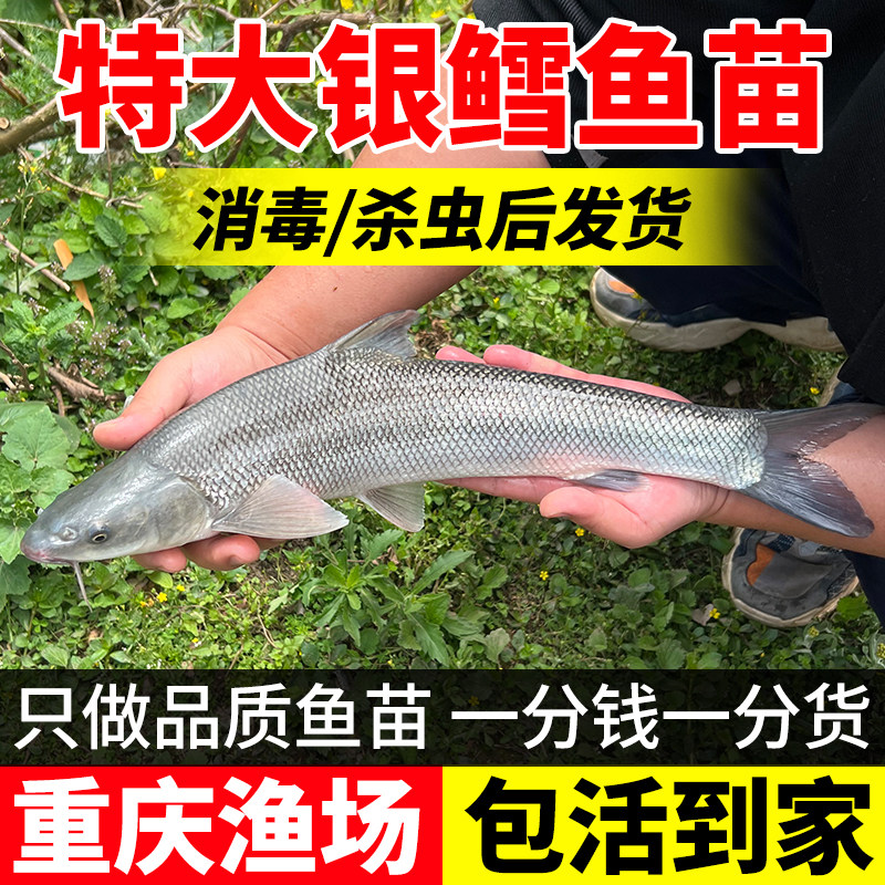 银鳕鱼苗淡水养殖鳕鱼苗食用大鳞鲃鱼苗活鱼苗养殖观赏银雪活鱼苗