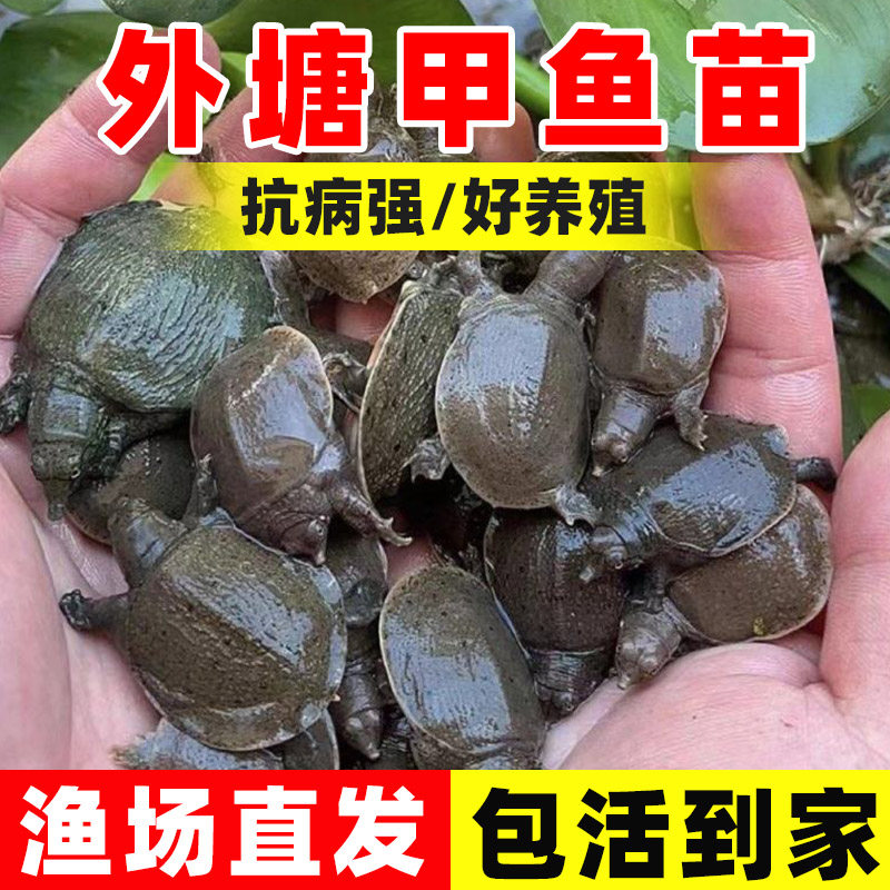 100只小甲鱼苗批发本地外塘养殖甲鱼团鱼水鱼苗中华鳖苗龙鱼食用