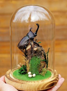 生态甲虫独角仙标本艺术玻璃罩昆虫微景观桌面展示框摆件手工礼物