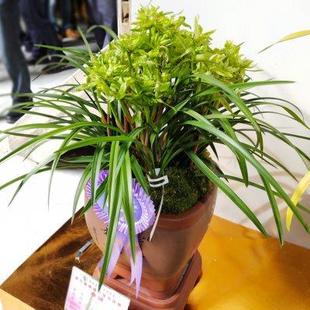 兰花苗盆栽春兰奇花 植物兰草 花开富贵 浓香室内绿植好养名贵四季