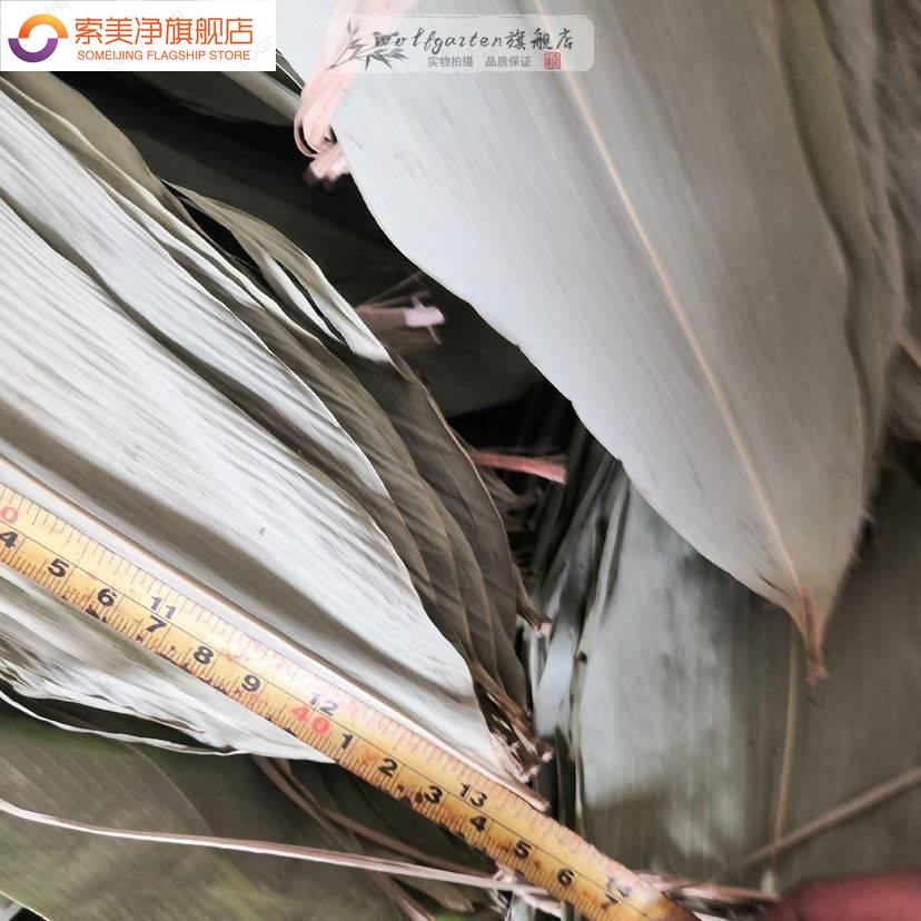 极速糉叶糉子叶箬叶o新鲜大号干家用麻竹叶包糉子的糉叶特大棕叶