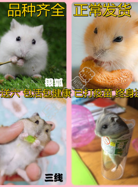 极速小仓鼠已打疫苗送笼子苍鼠金丝熊活物P宠物仓鼠虎纹眼圈熊