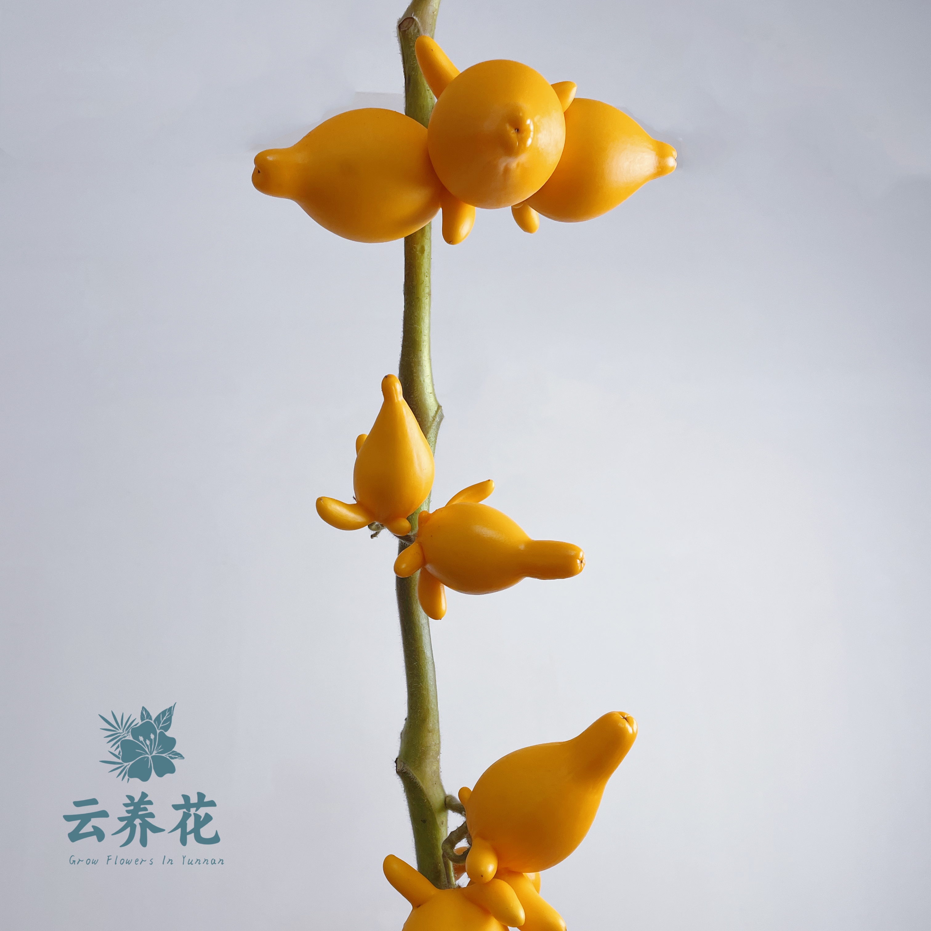 空运包邮【小南瓜黄金五代同堂果鲜花切枝】云南基地直供可做干花