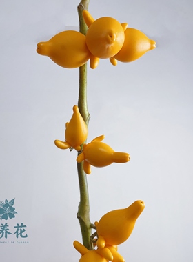 顺丰包邮【小南瓜黄金五代同堂果鲜花切枝】云南基地直供可做干花