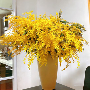 云南基地直发【羽叶金合欢圣诞花过年鲜花卉超长观赏期可做干花】