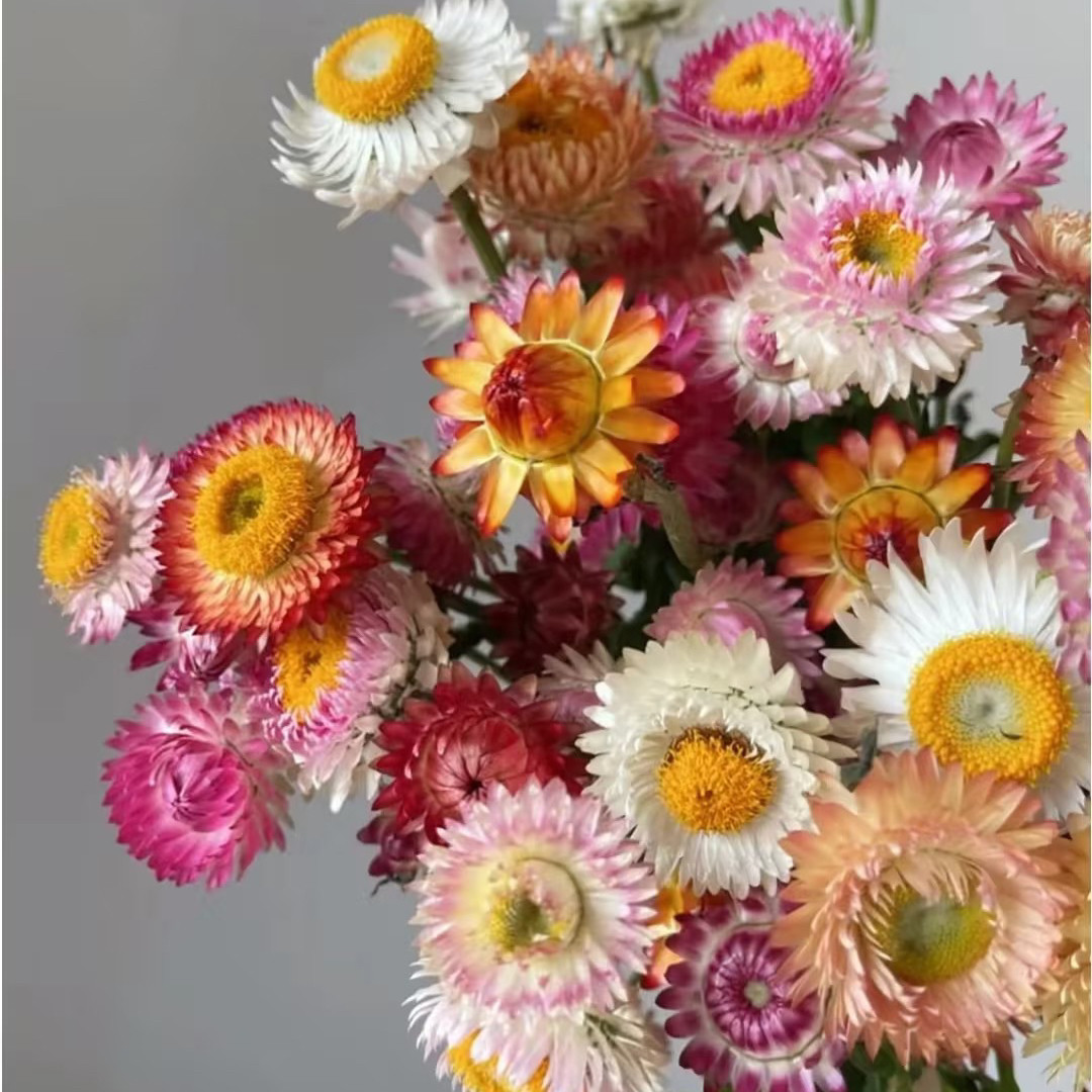 空运包邮麦秆菊鲜花可做干花