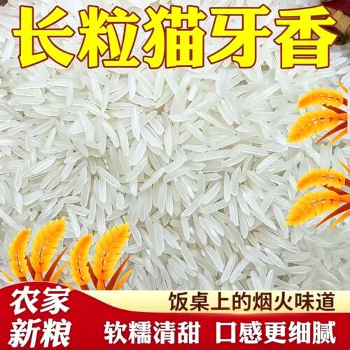 猫牙米香米5斤新米猫牙丝苗米清香米煲仔饭包装整箱新大米煲仔饭