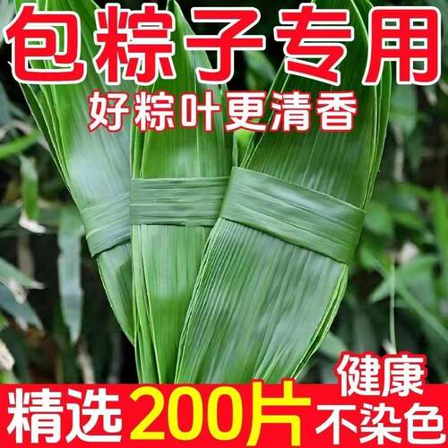 【现摘现发】粽叶端午节包粽子叶专用特大号箬叶天然无添加家用
