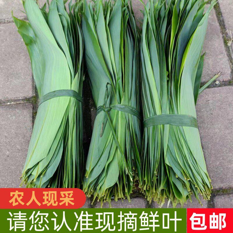 粽子叶棕叶新鲜大号包粽子的叶子端午节商用批发新叶干粽叶特大