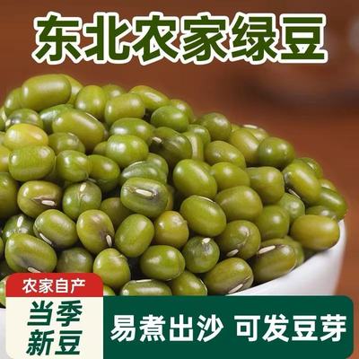 绿豆发豆芽专用豆子农家自产