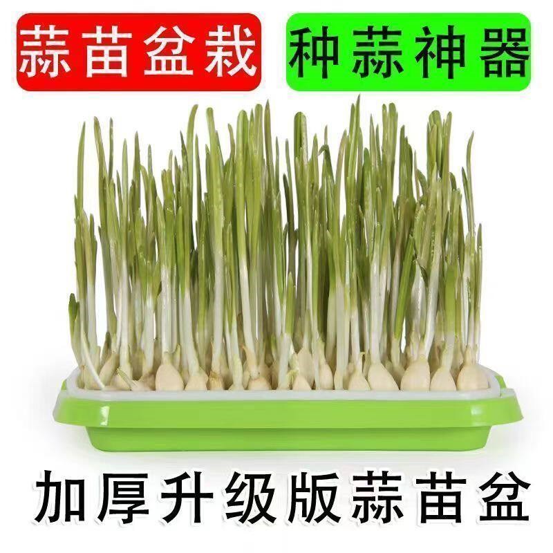 速发育苗盘种植发芽盆级家用豆芽机发豆芽专用盆神器生黄绿豆芽罐