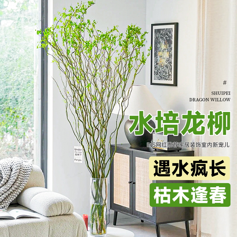 速发龙柳鲜枝水培植花室内国养物卉绿盆客厅好养干支雪柳植物植栽