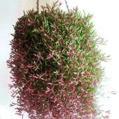 hanging orchid plant Succulent especially succulent