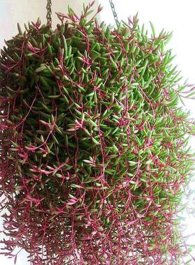 Succulent hanging orchid plant especially succulent plant