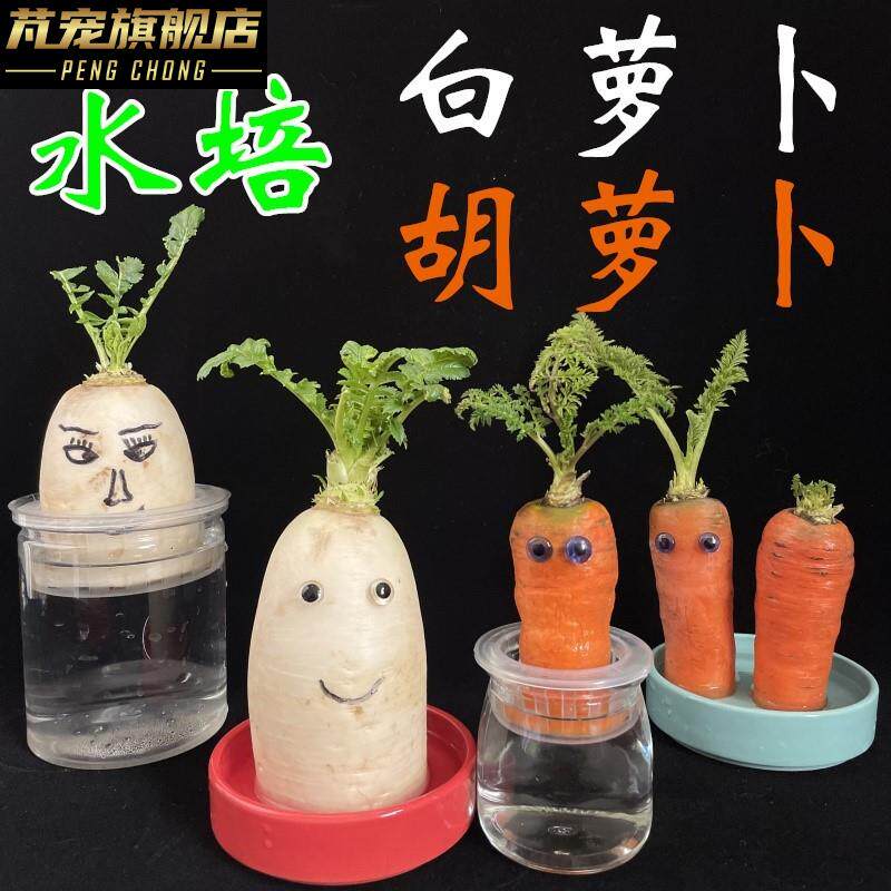 极速水培胡萝卜白罗卜盆栽幼儿园观察植物角生长过程学生作业DIY