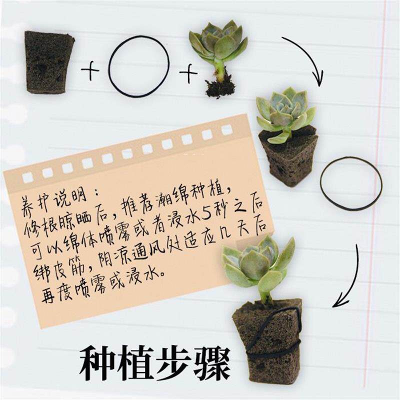 极速无土多肉栽培基质海绵控养控型育苗块种植专用生物炭绵营养炭