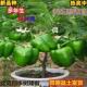 地栽结果多年苗盆栽果树庭院苗44735辣南北朝天椒食四季 生方树椒