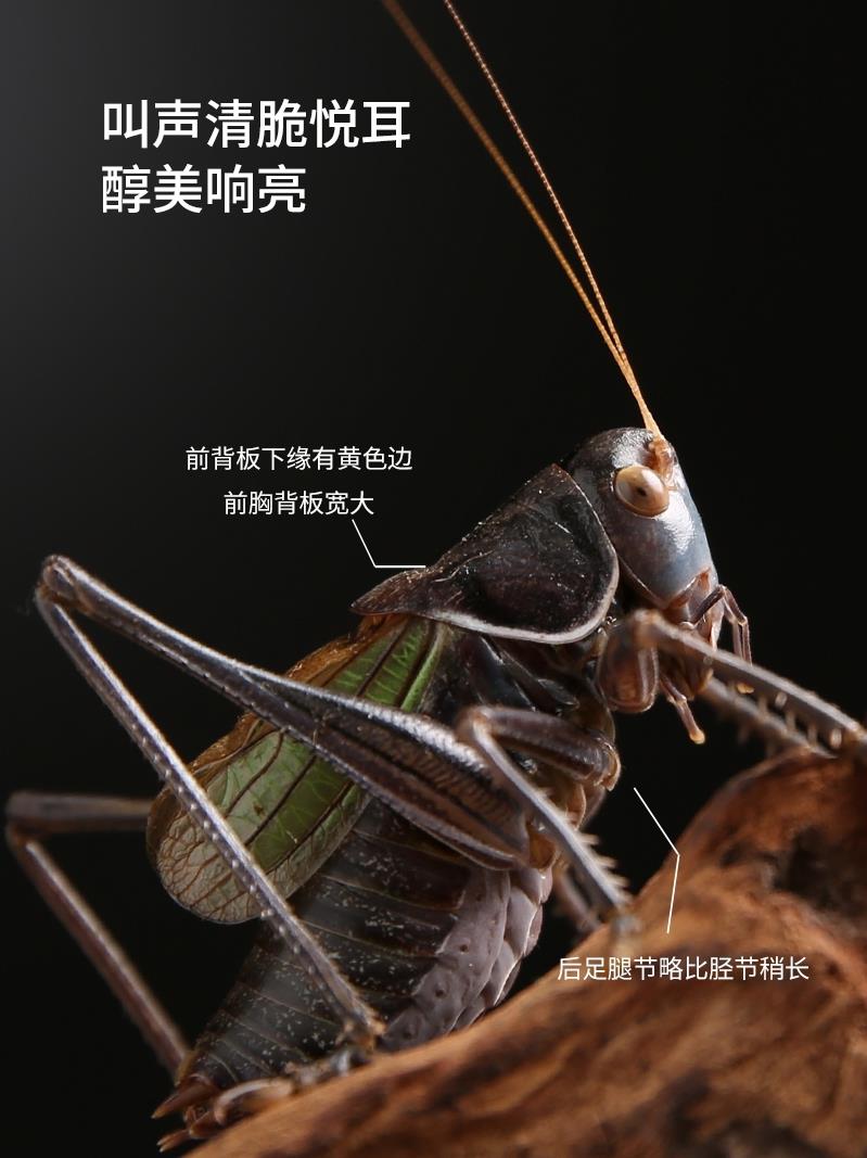 新品螽斯活 鸣虫新脱活虫超大铁皮叫螽斯天津绿大肚子翡翠平谷冬