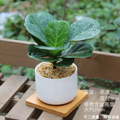 发财树琴叶榕橡皮树迷你桌面绿植小F盆栽植物室内花卉盆栽欧洲款